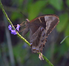 Papilio montrouzieri