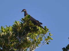 Columba vitiensis hypoenochroa
