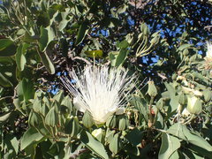 Capparis mitchellii