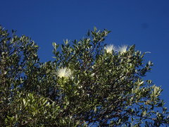 Capparis mitchellii