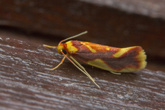 Anticrates mesopercna