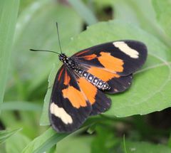 Acraea cabira