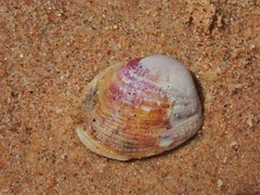 Irus crenatus