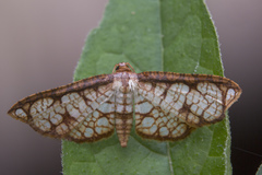 Hypolamprus taphiusalis