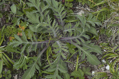 Scabiosa lachnophylla