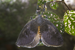 Scopelodes albipalpalis