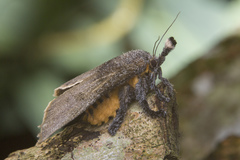 Scopelodes albipalpalis