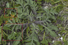 Artemisia manshurica