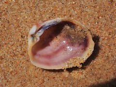 Irus crenatus