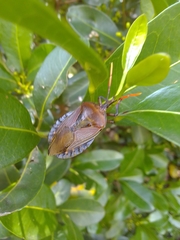 Rhoecus australasiae