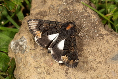 Catephia alchymista