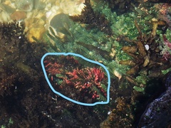 Amphiroa anceps