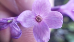 Boechera breweri breweri