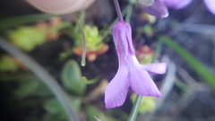 Boechera breweri breweri