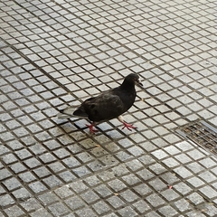 Columba livia domestica