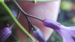 Boechera breweri breweri