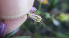 Boechera breweri breweri