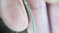 Boechera breweri breweri