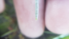 Boechera breweri breweri