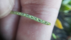 Boechera breweri breweri