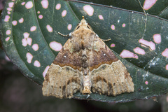 Acidon mediobrunnea