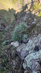 Boechera breweri breweri