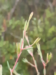 Darwinia biflora