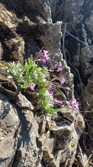 Boechera breweri breweri