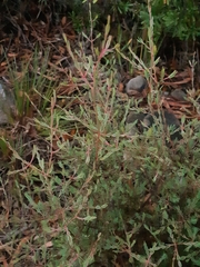 Darwinia biflora