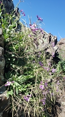 Boechera breweri breweri