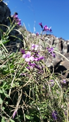 Boechera breweri breweri