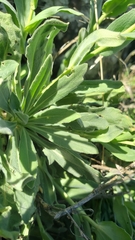 Boechera breweri breweri