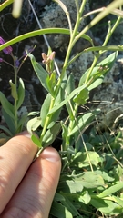 Boechera breweri breweri