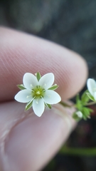 Sabulina californica