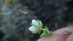 Sabulina californica