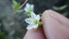 Sabulina californica