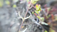 Sabulina californica