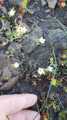 Sabulina californica