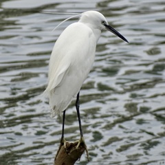 Egretta garzetta