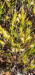 Dracophyllum pronum