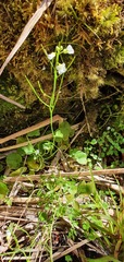 Cardamine corymbosa