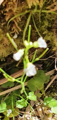 Cardamine corymbosa