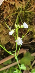 Cardamine corymbosa