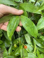 Dracaena surculosa