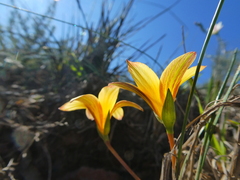 Romulea hirsuta cuprea