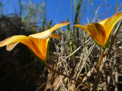 Romulea hirsuta cuprea