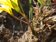 Romulea hirsuta cuprea