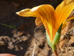 Romulea hirsuta cuprea