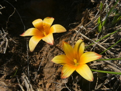 Romulea hirsuta cuprea