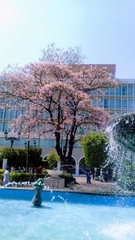 Prunus